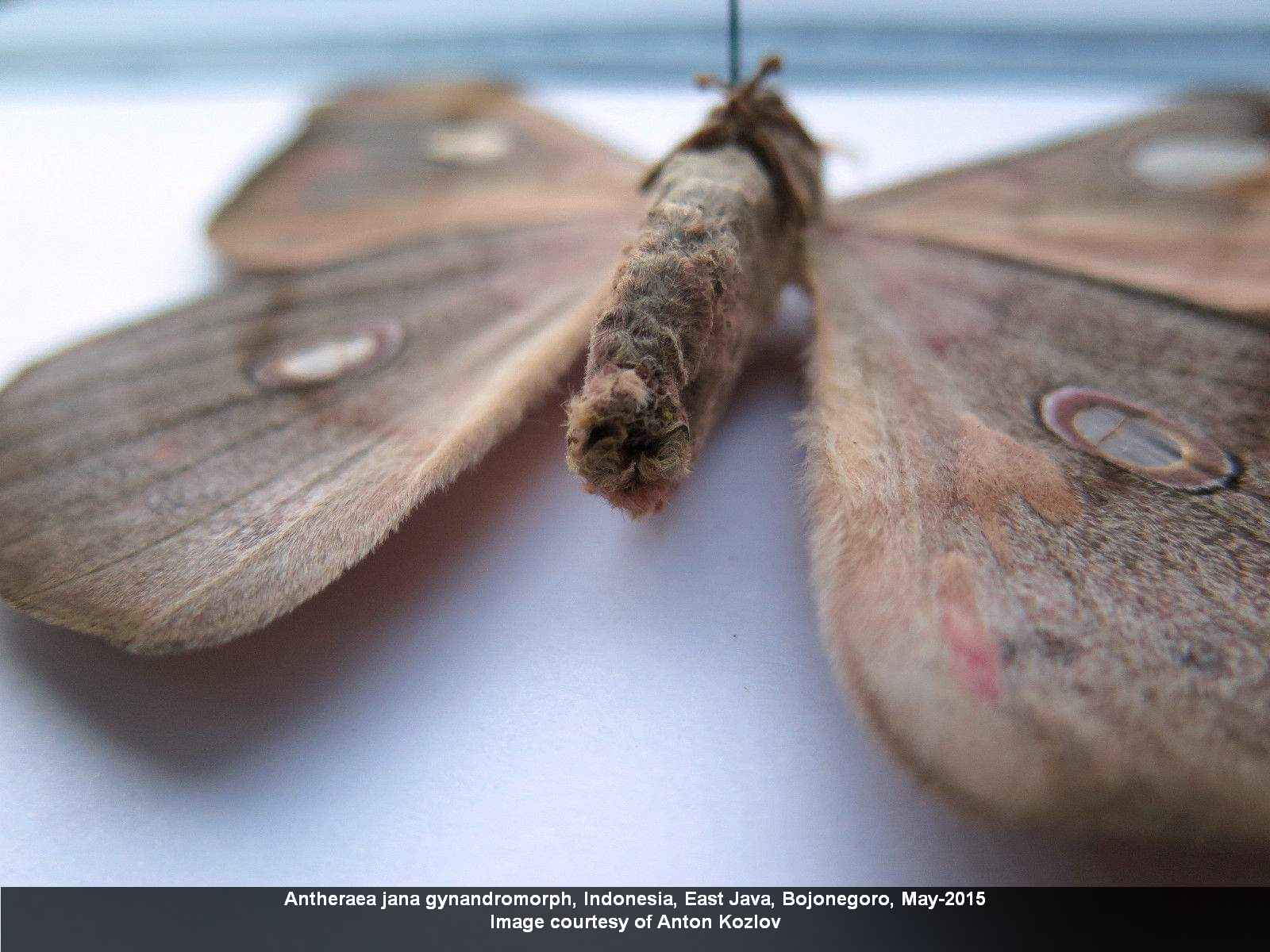 Antheraea jana (gynandromorph, java, indonesia, ebay 3) (Internet Image property of respective owner, non-commercial use only)